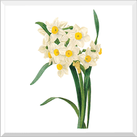Narcissus2