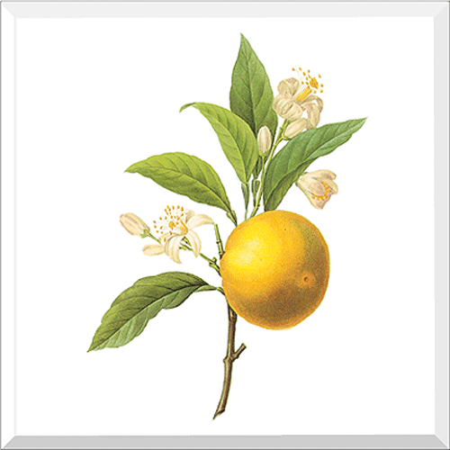 Orange (Citrus sp.)