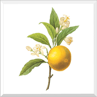 Orange (Citrus sp.)