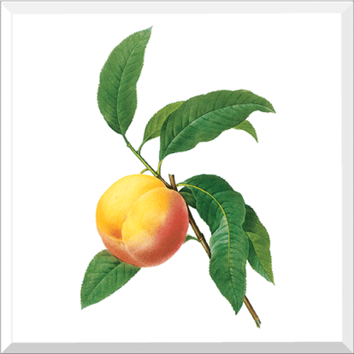 Single Peach (Prunus sp.)