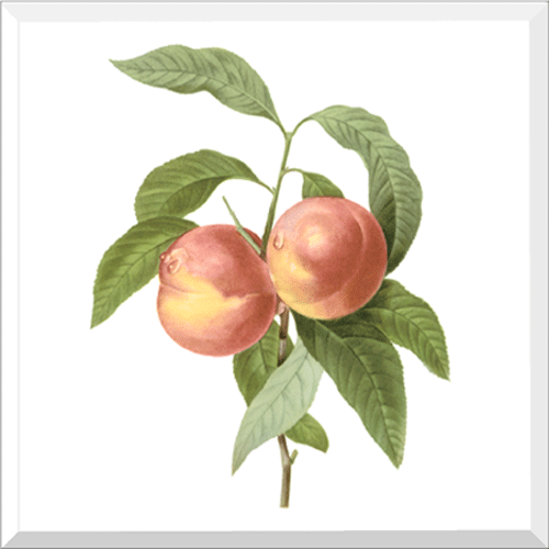 Peach (Prunus sp.)