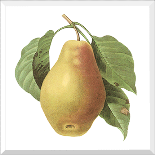 Pear (Pyrus sp.)