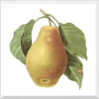 Pear (Pyrus sp.)