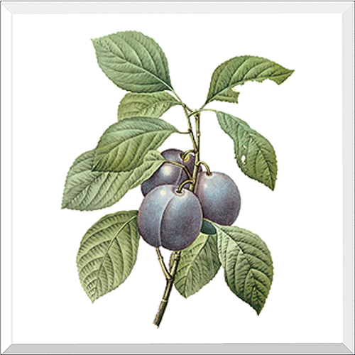 Garden Plum (Prunus Domestica)