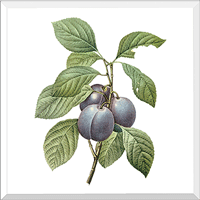 Garden Plum (Prunus Domestica)