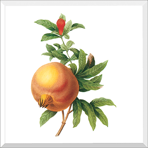 Pommegranate (Grenadier Punica)
