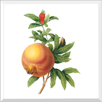 Pommegranate (Grenadier Punica)