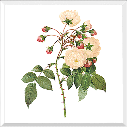 Adelaide of Orleans Rose