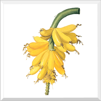 Banana (Musa Paradisianca)