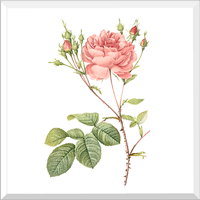 Cumberland Rose