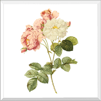 Damask Rose