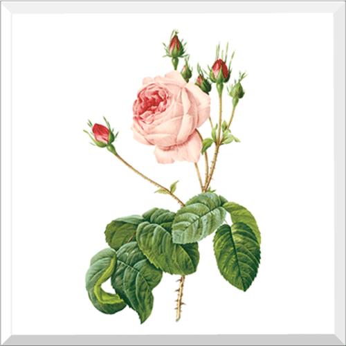 Great Cabbage-Leaved Rose