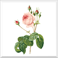 Great Cabbage-Leaved Rose