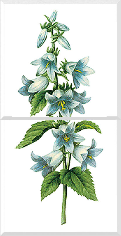 Bellflower (Campanula sp.)