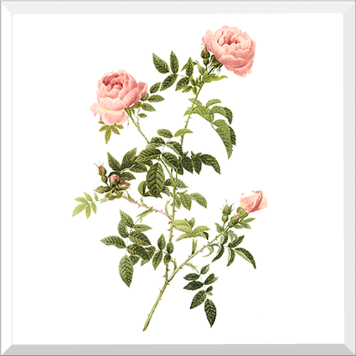 Semi-Double Field Rose