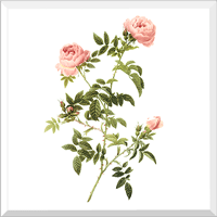 Semi-Double Field Rose