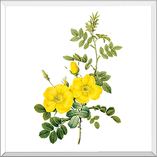 Yellow Sweetbriar Rose