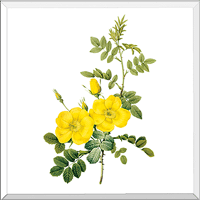 Yellow Sweetbriar Rose