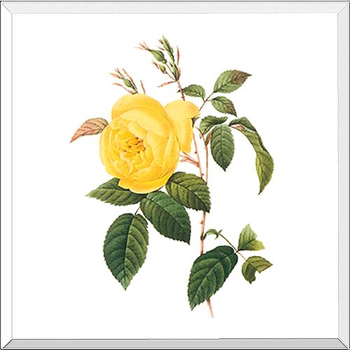 Yellow Tea Rose