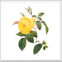 Yellow Tea Rose