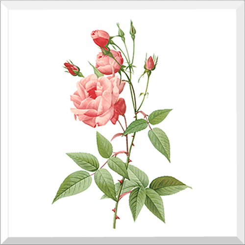 Vulgaris Tea Rose