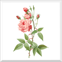 Vulgaris Tea Rose