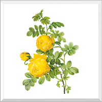 Yellow Rose