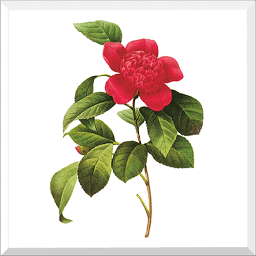 Camellia