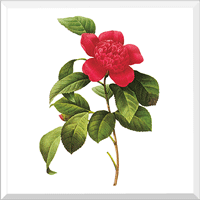 Camellia