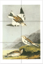Snow Bunting