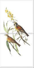 Dickcissel