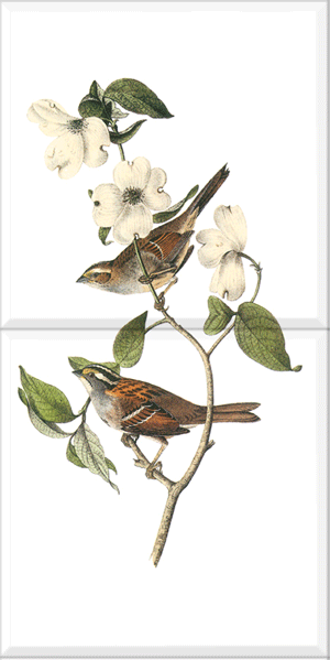 White-throated Sparrow