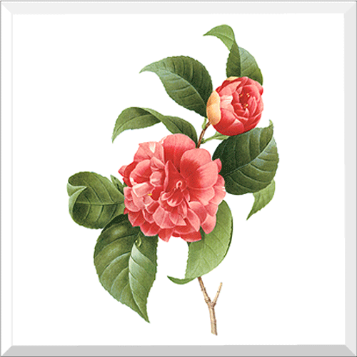 Common Camellia
