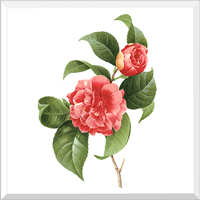 Common Camellia