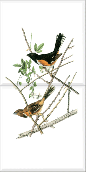 Rufous-sided Towhee