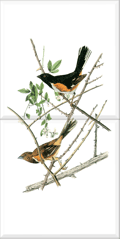 Rufous-sided Towhee