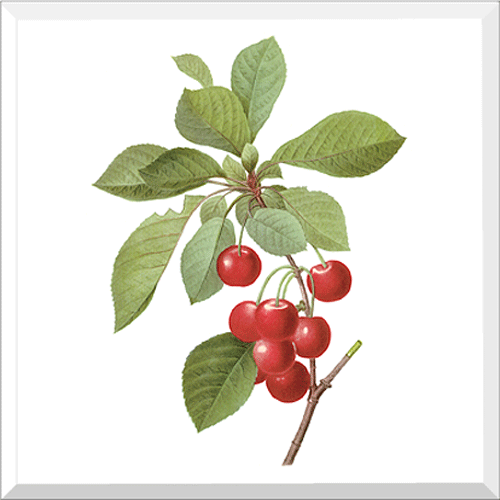 Cherry (Cerasus Domestica)
