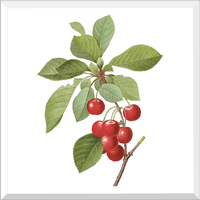 Cherry (Cerasus Domestica)