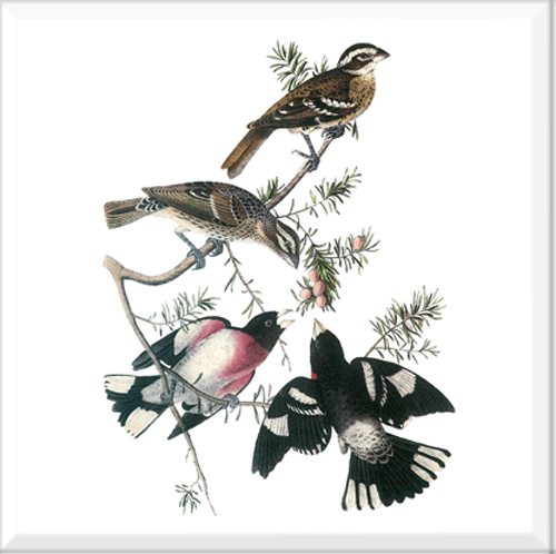 Rose-breasted Grosbeak