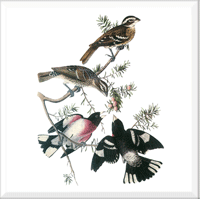 Rose-breasted Grosbeak