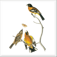 Black-headed Grosbeak