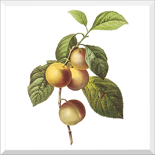 Crab apple (Malus sp.)