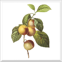 Crab apple (Malus sp.)
