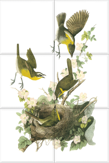 Yellow-breasted Chat