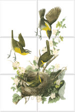 Yellow-breasted Chat