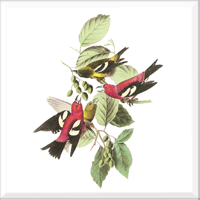 White-winged Crossbill