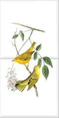 Yellow Warbler