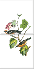 Bay-breasted Warbler