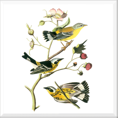 Magnolia Warbler