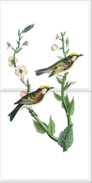 Chestnut-sided Warbler